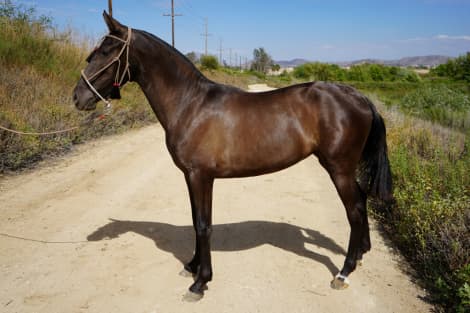 AMOROSA DE OLMOS (Amorosa)