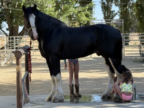 Brand Valley’s Sir Axle (Bro)