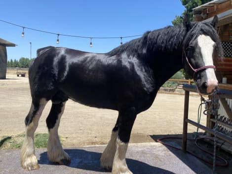 Brand Valley’s Sir Axle (Bro)