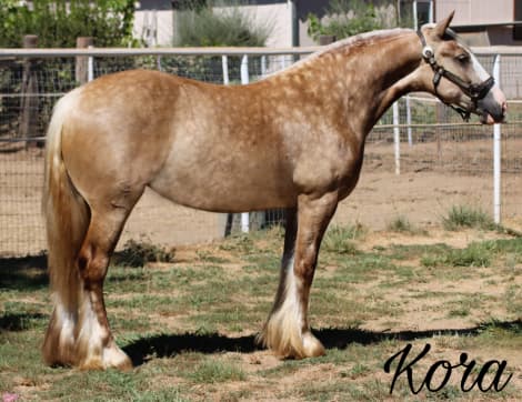 Dms royal kora (Kora)