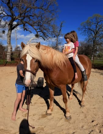 Nutella LDK (Nala)