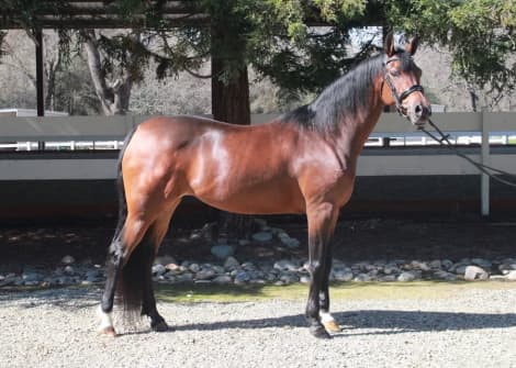 CRA Vicarios Gem (Gem)