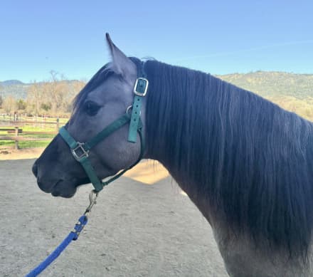 Fierro De Dble L (Frankie)