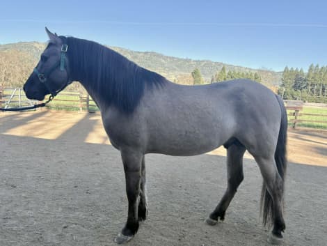 Fierro De Dble L (Frankie)