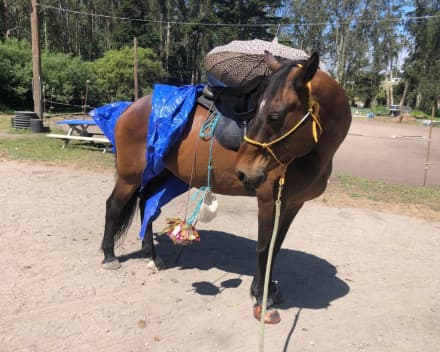 Gentle Canadian Horse (Thunder)