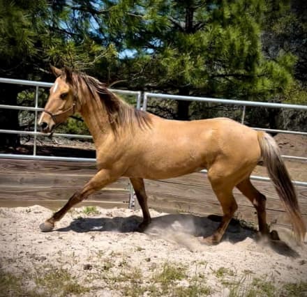 Silverado's Sweet Rose (Rose)