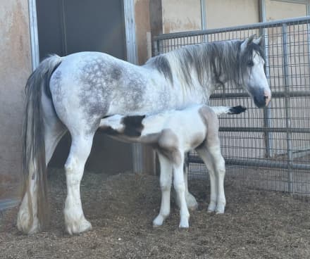 Gypsy Andalusian Mare with Filly at side (Georgia)