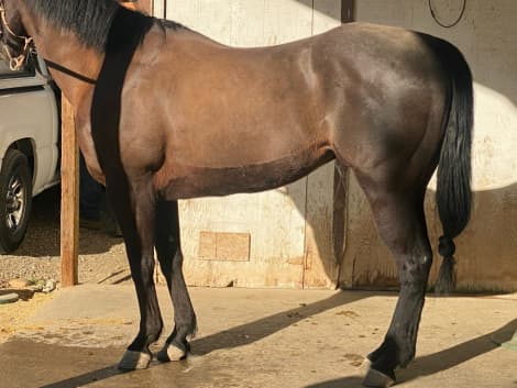 TOCASH CORONA (MR Ray)
