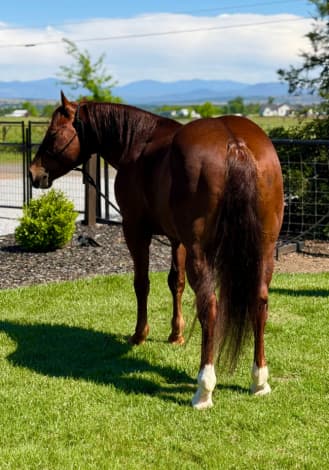 Americat Shining (Denali)
