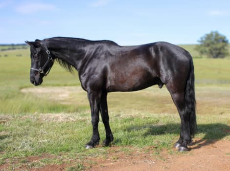 KELSO SILVER COLLINS (Legend)