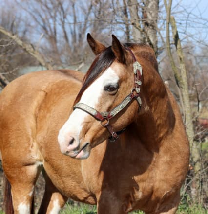 Beautiful buckskin draft cross mare (Lucy)