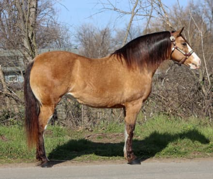 Beautiful buckskin draft cross mare (Lucy)