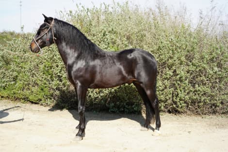 Black Jack EG