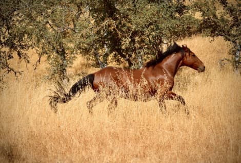 ✨BOWIE — A Truly Special Mustang ✨