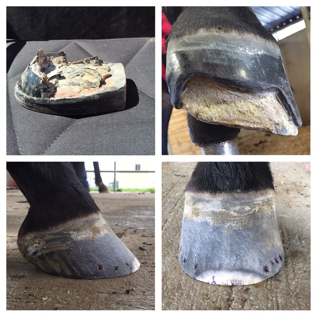 Mike Hayward Farrier