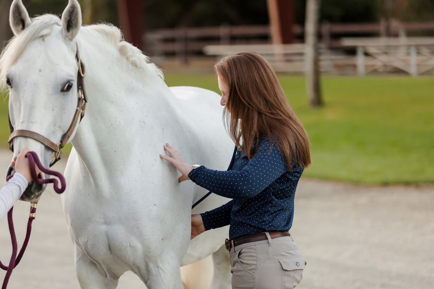Bayhill Equine